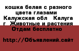кошка белая с разного цвета глазами - Калужская обл., Калуга г. Животные и растения » Отдам бесплатно   